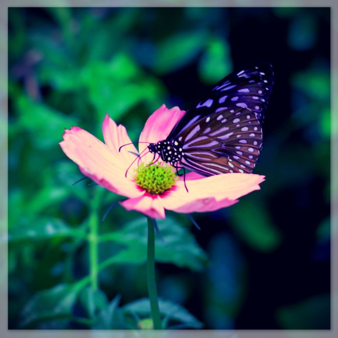Flower and Butterfly 